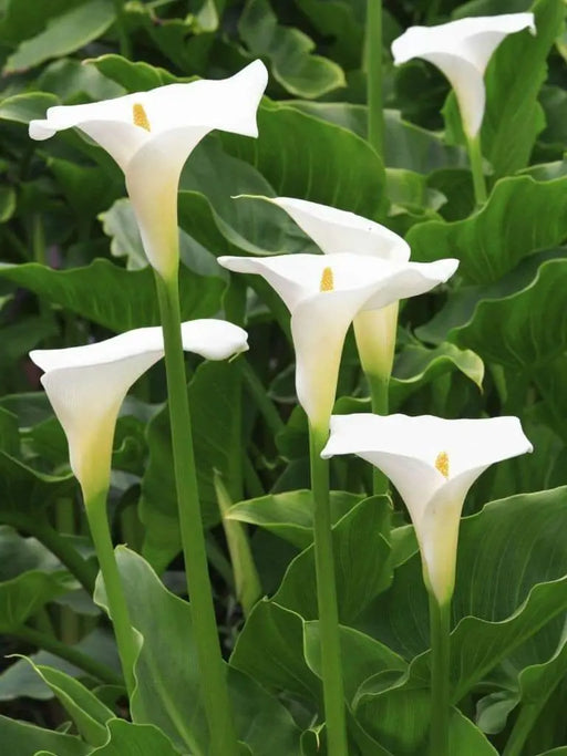 WHITE GIANT' CALLA LILLY BULBS ,ZANTEDESCHIA AETHIOPICA - Caribbeangardenseed