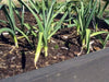 Music (White Hardneck) Garlic for Planting , Garden vegetable - Caribbeangardenseed