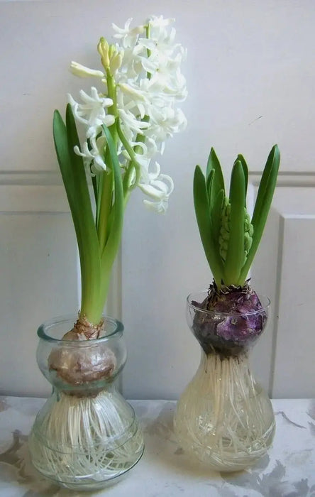 White Hyacinth Forcing Kit - Clear Glass Vase W/White Hyacinth Bulb, Great Gift - Caribbeangardenseed