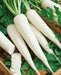 White Icicle Radish SEEDS (Raphanus sativus) Biennial VEGETABLE - Caribbeangardenseed