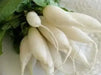 White Icicle Radish SEEDS (Raphanus sativus) Biennial VEGETABLE - Caribbeangardenseed