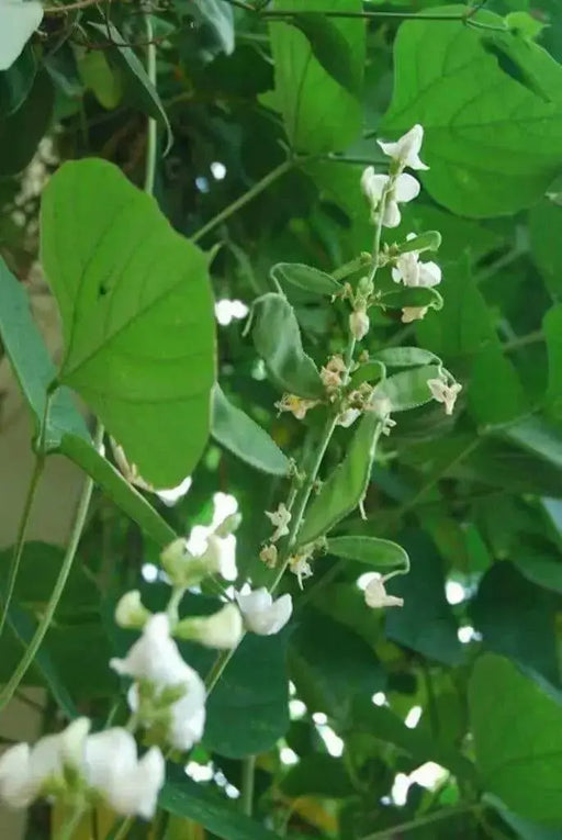 White Lablab purpureus  Seeds ,Asian Vegetable, Flowers Vine - Caribbean garden seed