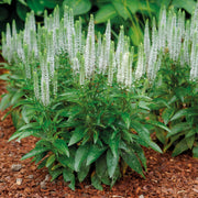 White Longleaf Speedwell SEEDS - Veronica longifolia 'Alba' - Caribbean garden seed