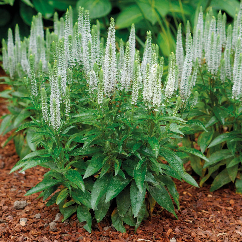 White Longleaf Speedwell SEEDS - Veronica longifolia 'Alba' - Caribbean garden seed