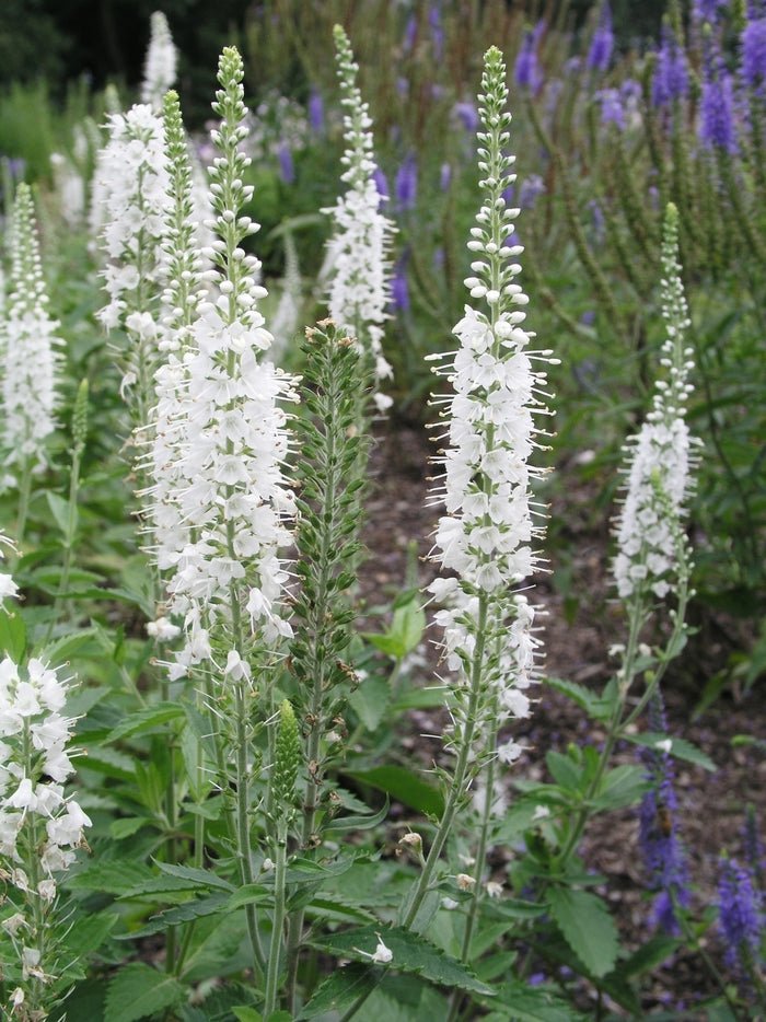 White Longleaf Speedwell SEEDS - Veronica longifolia 'Alba' - Caribbean garden seed