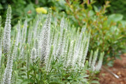 White Longleaf Speedwell SEEDS - Veronica longifolia 'Alba' - Caribbean garden seed