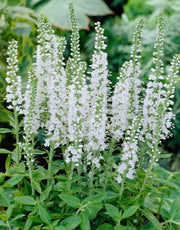 White Longleaf Speedwell SEEDS - Veronica longifolia 'Alba' - Caribbean garden seed