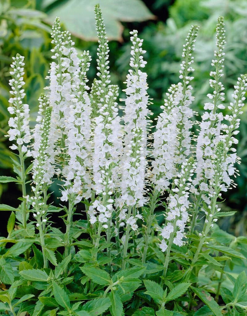 White Longleaf Speedwell SEEDS - Veronica longifolia 'Alba' - Caribbean garden seed