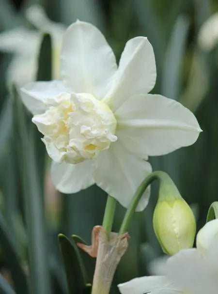 white marvel daffodil BULBS, multi-headed variety - Caribbeangardenseed