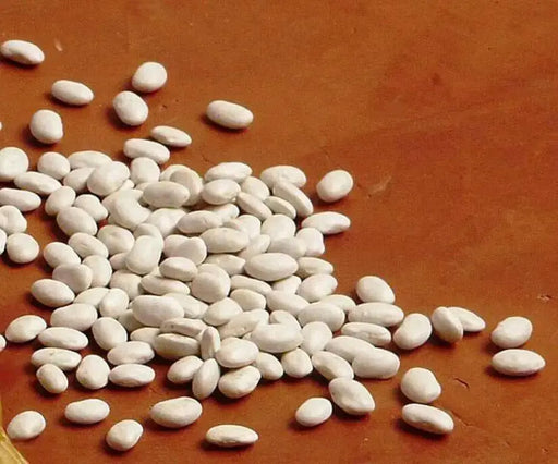 White navy beans (called haricots in French) Heirloom , Bush,  Dry Shelling Bean Seed  Organically Grown. - Caribbean garden seed