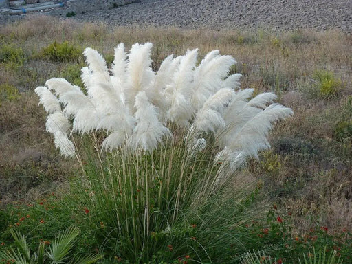 White Pampas Grass Seed (Cortaderia selloana)  Tall,  beautiful , fast growing - Caribbean garden seed