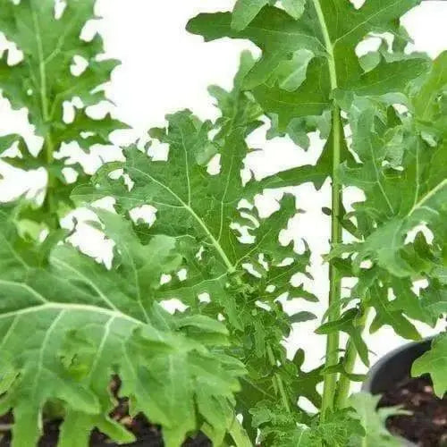 White Russian Kale Seeds -annual Vegetables microgreen. - Caribbean garden seed