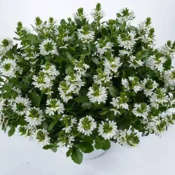 WHITE Scaevola, FAN FLOWER ( LIVE STARTER PLANT) Evergreen shrub - Caribbean garden seed