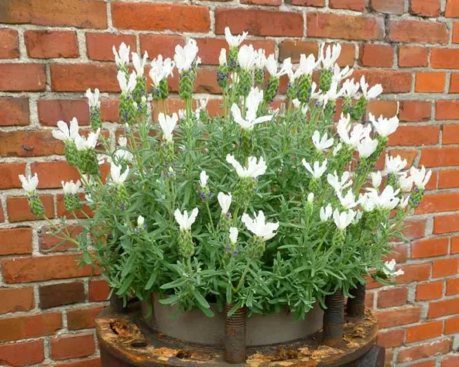 White Spanish Lavender Herb Seeds (Lavandula stoechas) - Caribbean garden seed