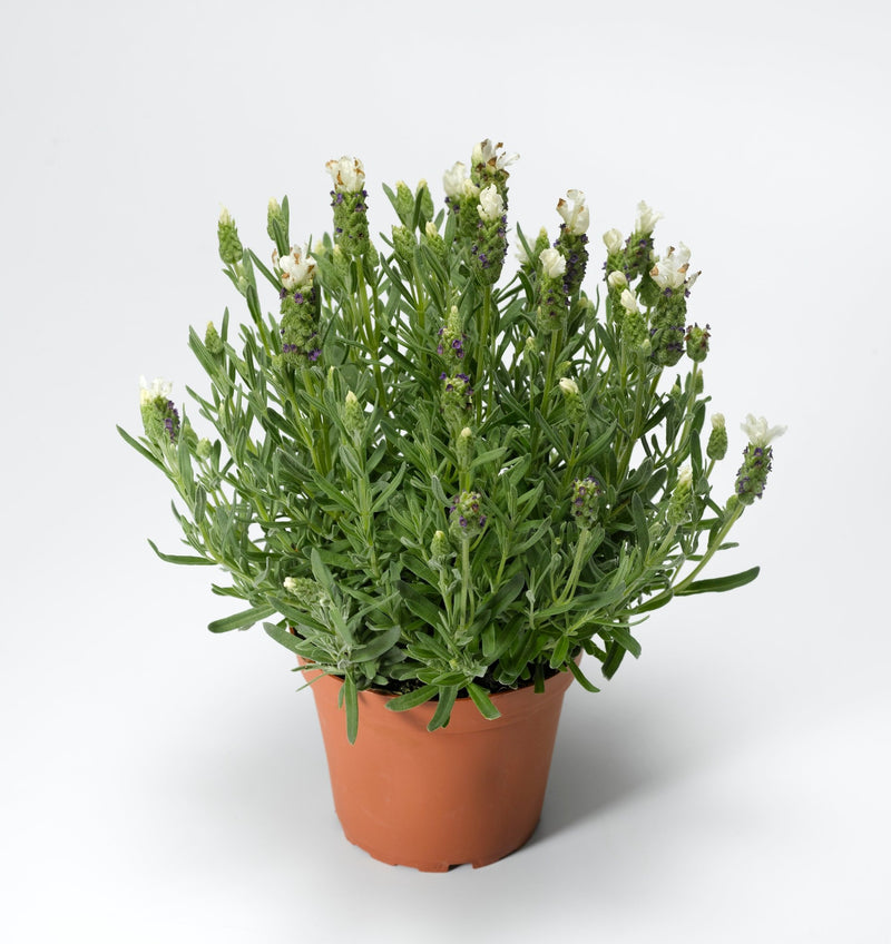 White Spanish Lavender Herb Seeds (Lavandula stoechas) - Caribbean garden seed