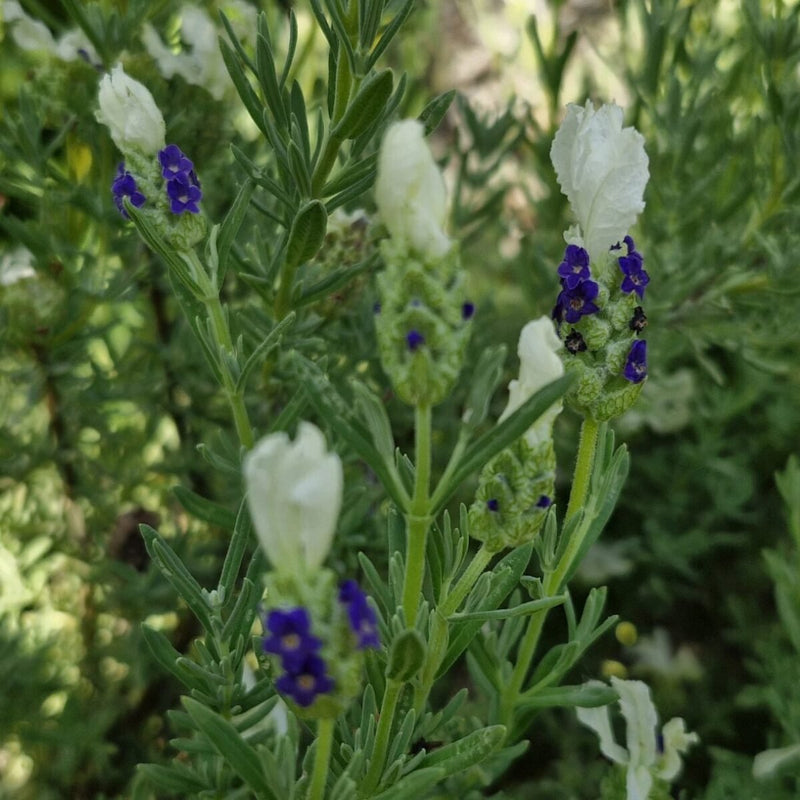 White Spanish Lavender Herb Seeds (Lavandula stoechas) - Caribbean garden seed