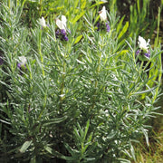 White Spanish Lavender Herb Seeds (Lavandula stoechas) - Caribbean garden seed