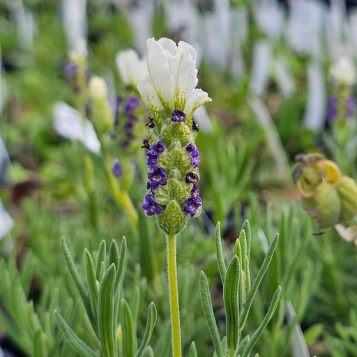 White Spanish Lavender Herb Seeds (Lavandula stoechas) - Caribbean garden seed