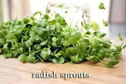 White Stem Radish SEEDS, Sprouts/Microgreens -   ASIAN VEGETABLE - Caribbean garden seed