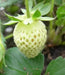 White Strawberry - Pineberry bareroot - Caribbeangardenseed