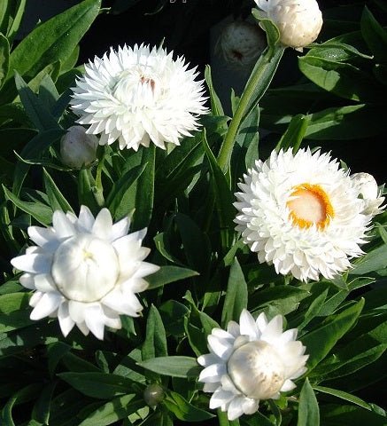 White Strawflower Seeds (Xerochrysum bracteatum) - Caribbean garden seed