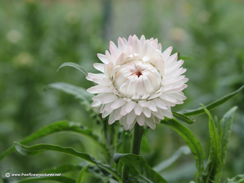 White Strawflower Seeds (Xerochrysum bracteatum) - Caribbean garden seed