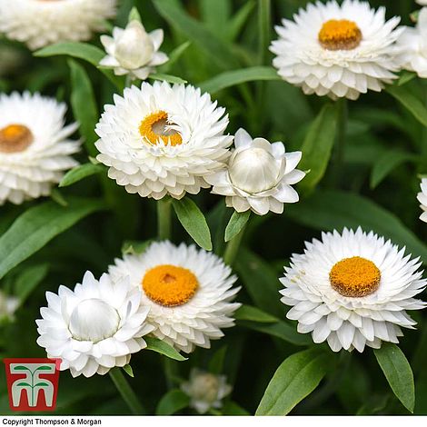 White Strawflower Seeds (Xerochrysum bracteatum) - Caribbean garden seed
