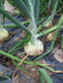 White Sweet Spanish Onion Seed  ,Spring, late Summer or Fall, Asian Vegetable - Caribbean garden seed