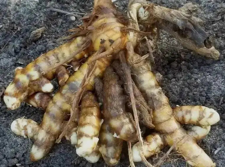 White Turmeric (plant rhizome) Extremely rare heirloom - Caribbean garden seed