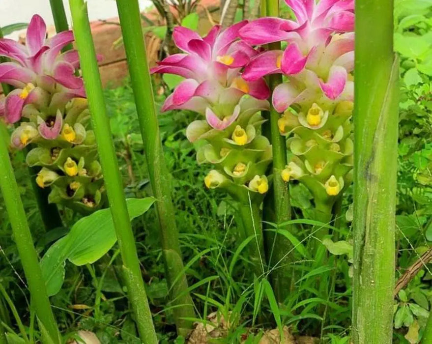 White Turmeric (plant rhizome) Extremely rare heirloom - Caribbean garden seed