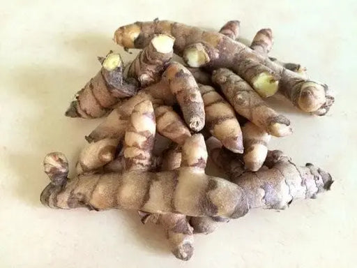 Turmeric, White Variety (rhizome) extremely rare, Plant Grows Indoors or Outdoors - Caribbeangardenseed