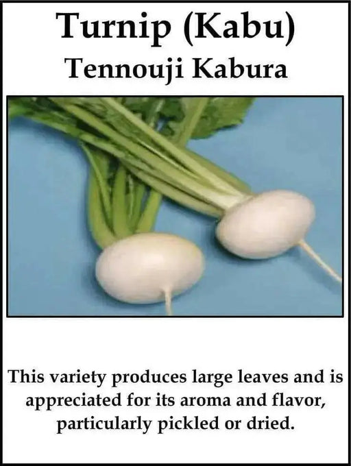 White Turnip Seeds  "Tennouji Kabura" Asian Vegetable. - Caribbean garden seed