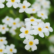 White Water Forget-Me-Not -seeds - Caribbean garden seed