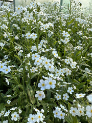 White Water Forget-Me-Not -seeds - Caribbean garden seed