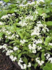 White Water Forget-Me-Not -seeds - Caribbean garden seed