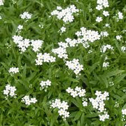 White Water Forget-Me-Not -seeds - Caribbean garden seed