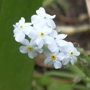 White Water Forget-Me-Not -seeds - Caribbean garden seed