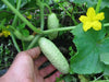 White Wonder CUCUMBER SEEDS, Gmo free Vegetables - Caribbean garden seed