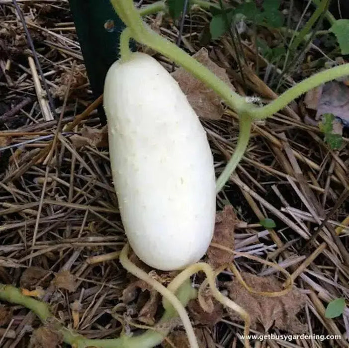 White Wonder CUCUMBER SEEDS, Gmo free Vegetables - Caribbean garden seed