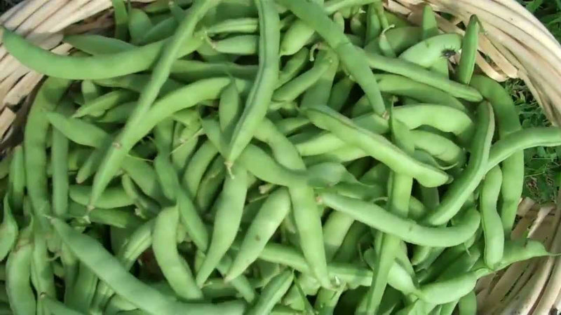 White Marrow Bean Seeds | White Egg Shelling Bean