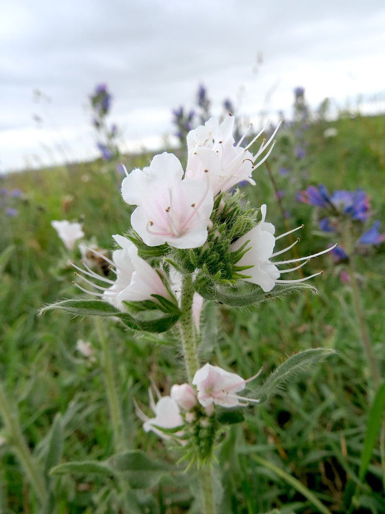 White Viper's Bugloss Echium Plantagineum Seeds - Caribbean garden seed