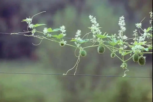 Wild Cucumber (Echinocystis lobata) Annual VINE - Caribbean garden seed