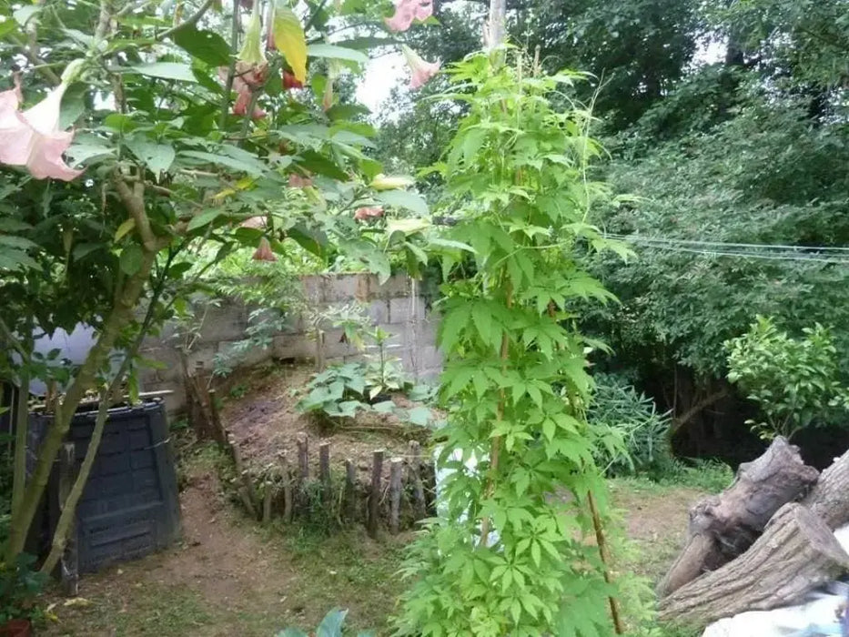 Slipper gourd, Caigua Seeds, (pronounced kai-wa) Edible Cucumber,and leaves.Very Rare - Caribbeangardenseed