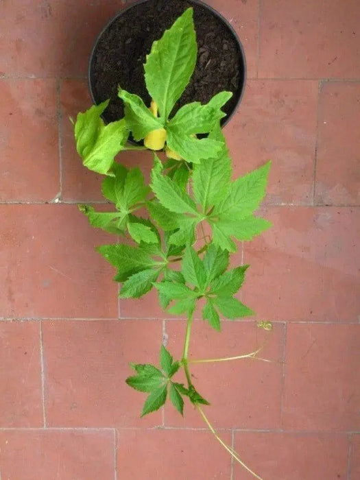 Slipper gourd, Caigua Seeds, (pronounced kai-wa) Edible Cucumber,and leaves.Very Rare - Caribbeangardenseed