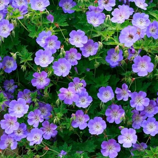WILD GERANIUM Seeds,Geranium maculatum , Aka spotted geranium, or wood geranium - Lavender Flowers
