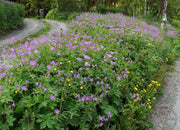 WILD GERANIUM Seeds,Geranium maculatum , Aka spotted geranium, or wood geranium - Lavender Flowers