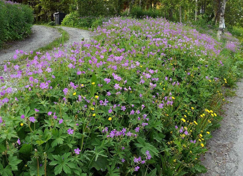 WILD GERANIUM Seeds,Geranium maculatum , Aka spotted geranium, or wood geranium - Lavender Flowers