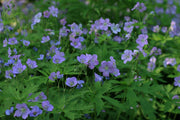 WILD GERANIUM Seeds,Geranium maculatum , Aka spotted geranium, or wood geranium - Lavender Flowers