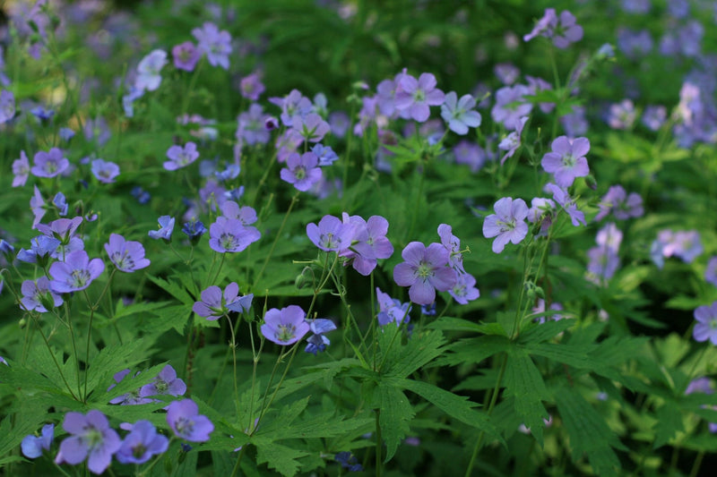 WILD GERANIUM Seeds,Geranium maculatum , Aka spotted geranium, or wood geranium - Lavender Flowers