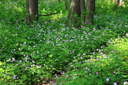 WILD GERANIUM Seeds,Geranium maculatum , Aka spotted geranium, or wood geranium - Lavender Flowers